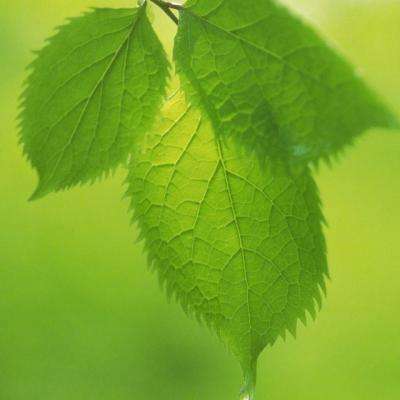 乐鱼APP手机app下载